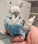 giant parkieten in diverse kleuren, Dieren en Toebehoren, Vogels | Parkieten en Papegaaien, Meerdere dieren, Parkiet, Pratend