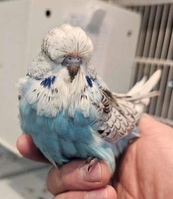 giant parkieten in diverse kleuren beschikbaar voor biedingen