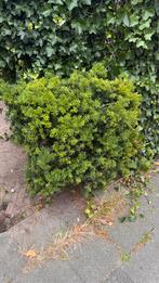 Taxus struik - 1 meter hoog, Ophalen, Bloeit niet, Halfschaduw, Overige soorten