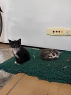 2 lieve kittens, Dieren en Toebehoren