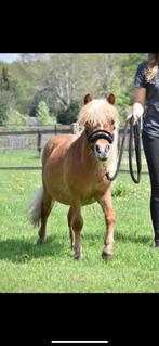 leuke shetlander ruin, Ruin, Recreatiepaard