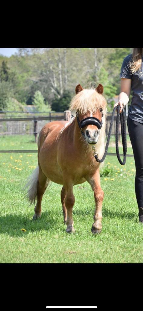leuke shetlander ruin, Dieren en Toebehoren, Paarden, Ruin, Recreatiepaard