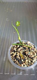 Monstera Obliqua colombia, Ophalen of Verzenden, Halfschaduw, Minder dan 100 cm