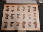 Antieke schoolplaat paddenstoelen plaat 1, Antiek en Kunst, Antiek | Schoolplaten, Natuur en Biologie, Ophalen of Verzenden