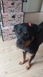 Honden strikje, Ophalen of Verzenden, Nieuw