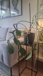 Philodendron Joepii - Zeldzame kamerplant, Huis en Inrichting, Kamerplanten, Ophalen, In pot, Halfschaduw, Minder dan 100 cm