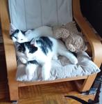 Kittens, Dieren en Toebehoren, Katten en Kittens | Overige Katten, Meerdere dieren, Langharig, 0 tot 2 jaar