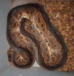 Python regius ballpython koningspython 12x, Slang