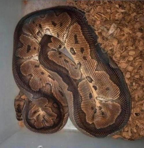 Python regius ballpython koningspython 12x, Dieren en Toebehoren, Reptielen en Amfibieën, Slang