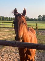 Lieve 4-jarige vosmerrie te koop (Va Bene x San Amour), Dieren en Toebehoren, Paarden, Merrie, Gechipt, Zadelmak, Recreatiepaard