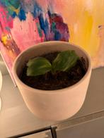 Bananenplantje musa, Ophalen, Halfschaduw, Minder dan 100 cm