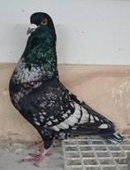 Kleurpostduif, Mannelijk, Postduif