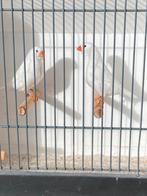 Mooi kweek koppel witte zebravinken, Meerdere dieren