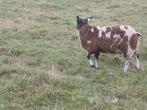 Bonte dekram tekoop., Dieren en Toebehoren, Schapen, Geiten en Varkens, Mannelijk, Schaap