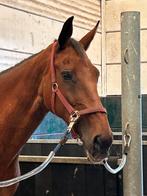 Recreatie paard (nieuwe advertentie), M, 170 tot 175 cm, 11 jaar of ouder, Recreatiepaard