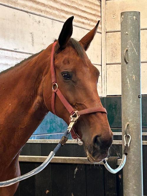 Recreatie paard (nieuwe advertentie), Dieren en Toebehoren, Paarden, Merrie, M, 170 tot 175 cm, 11 jaar of ouder, Recreatiepaard