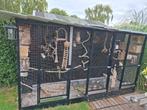 6 zebra vinken te koop, Meerdere dieren, Tropenvogel