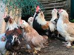 Faverolle toom, Kriel, Aan de leg., Dieren en Toebehoren, Pluimvee, Meerdere dieren, Kip