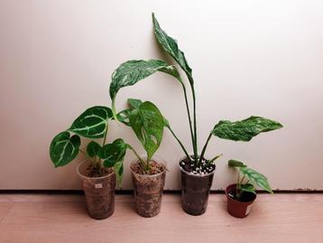 Set uit vier leuke plantjes, alocasia, anthurium, monstera