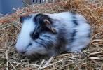 Mooie jonge beertjes, Mannelijk, Cavia, Tam