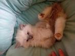 5 Ragdoll kittens te koop, Meerdere dieren, Met stamboom