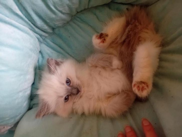 5 Ragdoll kittens te koop, Dieren en Toebehoren, Katten en Kittens | Raskatten | Langhaar, Meerdere dieren, Met stamboom