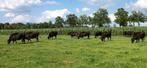Wagyu dekstieren, Dieren en Toebehoren, Runderen, Mannelijk