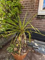 Jukka/ yucca 50 cm diameter, Ophalen of Verzenden, Bloeit niet, Overige soorten, Volle zon