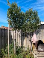 Leibomen Laurierkers, Tuin en Terras, Planten | Bomen, Ophalen, Volle zon, Overige soorten