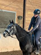 Super fijne bijna 4 jr springpony, allrounder!!!, Dieren en Toebehoren, Pony's, Ruin, Springpony, Zadelmak, 3 tot 6 jaar