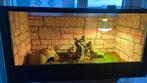 Mooi terrarium met boa constrictor sunglow!! (Kan ook los), Dieren en Toebehoren, Reptielen en Amfibieën | Toebehoren, Ophalen of Verzenden