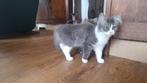 raszuiver Siberische kittens. Hypoallergeen in huis geboren, Meerdere dieren, Ontwormd, 0 tot 2 jaar