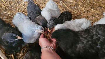 Tamme Cochin kipjes, jonge hennen handtam beschikbaar voor biedingen