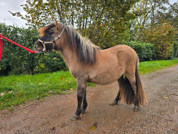 bay-dun merrie, cream-dun hengst en 1e premie kroon merrie, Dieren en Toebehoren, Pony's, Meerdere dieren, Met stamboom, Gechipt