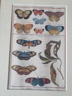 Histoire Naturelle des Insectes' olivier  en Bernard, Antiek en Kunst, Ophalen