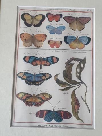  Histoire Naturelle des Insectes' olivier  en Bernard beschikbaar voor biedingen