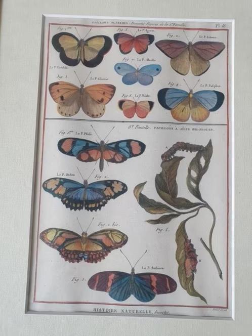 Histoire Naturelle des Insectes' olivier  en Bernard, Antiek en Kunst, Kunst | Litho's en Zeefdrukken, Ophalen