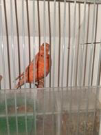 Vogels, Dieren en Toebehoren, Vogels | Kanaries, Mannelijk
