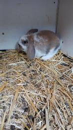 Jonge Nederlandse Hangoordwergjes isabella,madagascar bont, Dieren en Toebehoren, Meerdere dieren, Dwerg, Hangoor, 0 tot 2 jaar