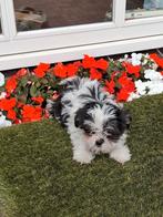 Te koop mooie speelse boomer pups, CDV (hondenziekte), 8 tot 15 weken, Meerdere, Meerdere dieren