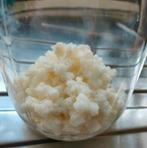 Zeer actieve biologische melkkefir, probiotica, kefir, Ophalen of Verzenden