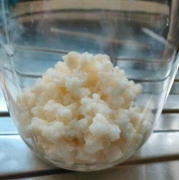 Zeer actieve biologische melkkefir, probiotica, kefir beschikbaar voor biedingen