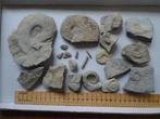 Collectie(21x) ammonieten, etc. Zuid-Frankrijk,135 milj.jaar, Ophalen of Verzenden, Fossiel