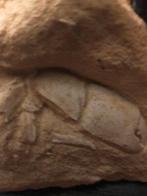 Gezocht, fossielen mineralen collectie, Verzamelen, Mineralen en Fossielen, Ophalen of Verzenden