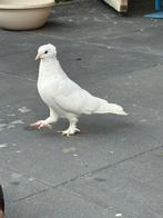 Duiven, Dieren en Toebehoren, Vogels | Duiven, Meerdere dieren, Postduif