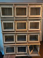 Duivinnenhokjes, Dieren en Toebehoren, Vogels | Duiven, Meerdere dieren, Postduif