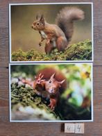 Set 44 EEKHOORNS kaarten postcrossing nieuw, Verzamelen, Ansichtkaarten | Dieren, Ophalen, 1980 tot heden, Hond of Kat