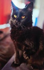 Gouden mandje gezocht, Dieren en Toebehoren, Katten en Kittens | Raskatten | Langhaar, Poes, Gechipt
