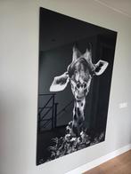 Posterjunkie Giraffe 120 x 180 cm plexieglas, Ophalen, Oorspronkelijke maker, Zo goed als nieuw, 100 tot 125 cm