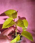 Epipremnum Golden Pothos, Ophalen of Verzenden, Halfschaduw, Minder dan 100 cm